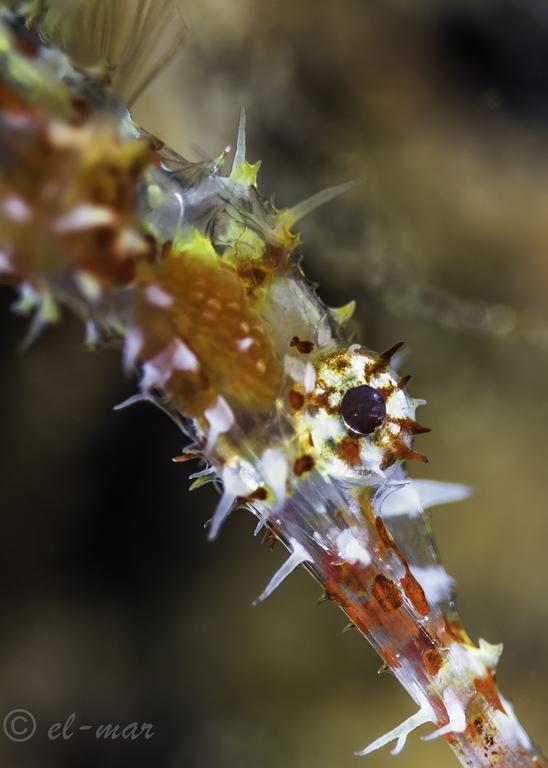 Kubu Indah Dive & Spa Resort Tulamben Eksteriør bilde